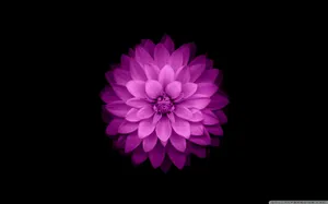 Intensely Colored Purple Flower Against The Unique Design Of Apple Wallpaper
