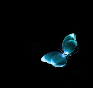 Intriguing Dark Butterfly On A Mysterious Background Wallpaper
