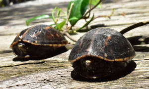 Intriguing Mud Turtles Concealed In Shells Wallpaper