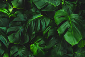 Invigorating Monstera Leaf Foliage Basking In Nature's Glory. Wallpaper