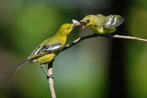 Iora Mother Bird With Moth Wallpaper