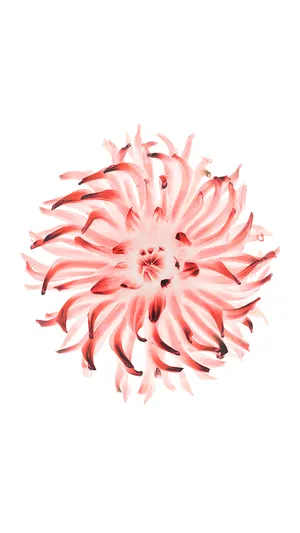 Ios 8 Pink And Red Flower Wallpaper