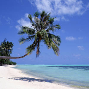 Ipad Pro Palm Tree On Sandy Beach Wallpaper