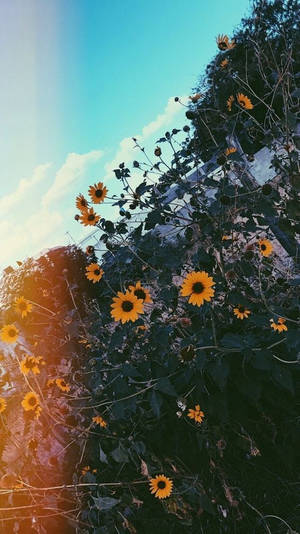 Iphone Aesthetic Camera Flare Flowers Wallpaper