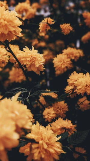 Iphone Aesthetic Yellow Flowers Wallpaper