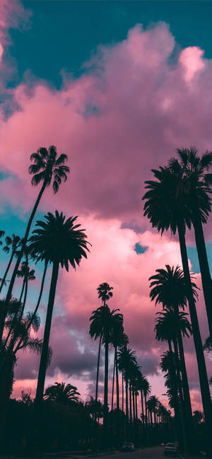 Iphone California Palm Trees Silhouette Wallpaper