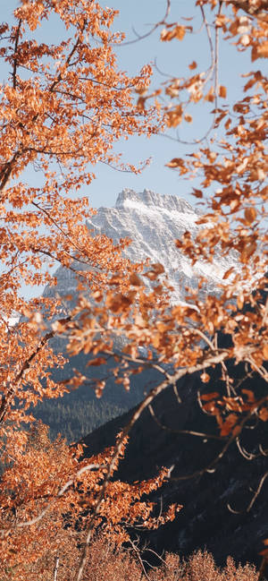 Iphone Home Screen Mountain And Trees Wallpaper