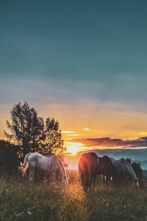 Iphone Lock Screen Horses Wallpaper