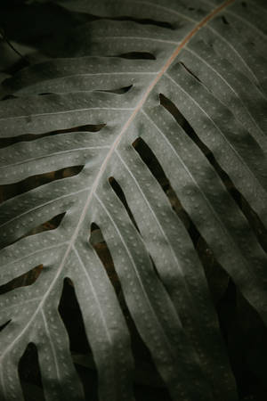 Iphone Lock Screen Leaf Wallpaper