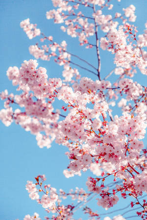 Iphone Lock Screen Sakura Blossoms Wallpaper