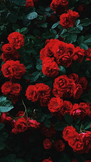 Iphone Red Aesthetic Flowers Wallpaper