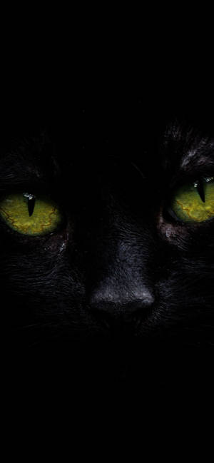 Iphone Xs Max Oled Black Cat Wallpaper