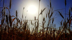 Iraq Wheat Field Sunlight Wallpaper