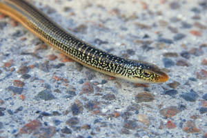 Island Glass Lizard Head Close-up Wallpaper