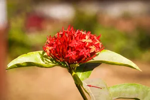 Ixora Selective Photo Editing Wallpaper