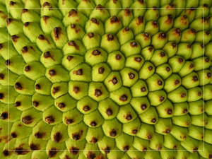 Jackfruit Rind Pattern Wallpaper