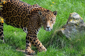 Jaguar At Grassland Wallpaper