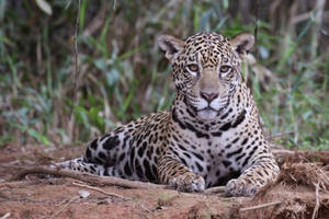 Jaguar At Piquiri River Wallpaper