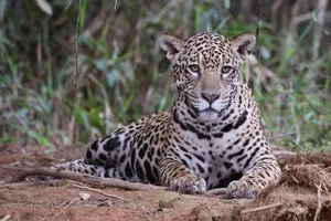 Jaguar At Piquiri River Wallpaper