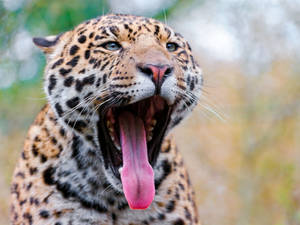 Jaguar Yawn Shot Wallpaper