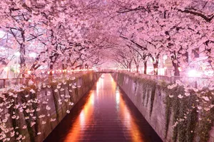 Japan Cherry Blossom River Lights Wallpaper