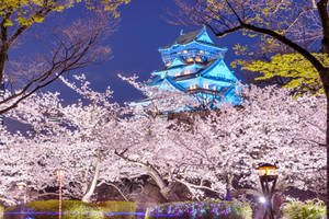 Japan In Full Bloom - A Breathtaking View Of The Cherry Blossoms In The Mount Fuji Region Wallpaper