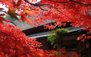 Japanese Laural Bonsai On A Green Desktop Wallpaper