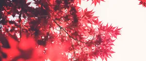 Japanese Maple Leaves Red Ultra Wide Hd Wallpaper