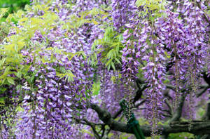 Japanese Wisteria In Sharp Violet Wallpaper