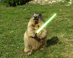 Jedi Groundhog With Lightsaber.jpg Wallpaper