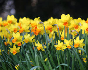 Jetfire Narcissus Flower Wallpaper