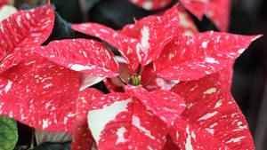 Jingle Bells Poinsettia Wallpaper