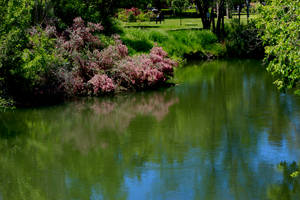 Jordan Botanical Garden Wallpaper