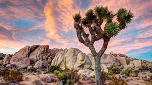 Joshua Tree National Park Pink Clouds Wallpaper