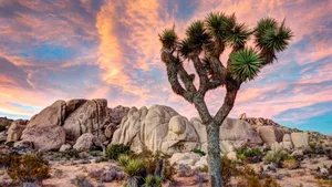 Joshua Tree National Park Pink Clouds Wallpaper