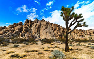 Joshua Tree National Park Tree Front Of Rock Wallpaper