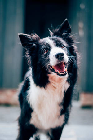 Joyful Pup Brings Joy And Happiness To The Heart Wallpaper