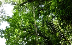 Jungle In Sulawesi Wallpaper