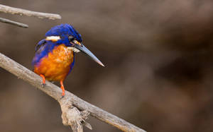 Kakadu Birds In Nature Wallpaper