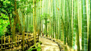 Kamakura Forest In Japan Bamboo Desktop Wallpaper