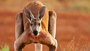 Kangaroo Marcopus Rufus Wallpaper