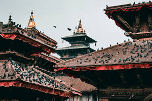 Kathmandu Birds On Roofs Wallpaper