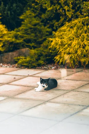 Kawaii Cat Looking To The Side Wallpaper