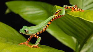 Kawaii Frog With Black Orange Pattern Wallpaper