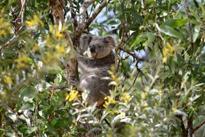 Kawaii Koala Bear Wallpaper