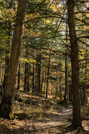 Kentucky Forest Tall Trees Wallpaper