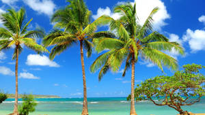 Kiribati Island Palm Trees Wallpaper