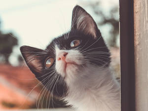 Kitten By The Window Wallpaper