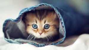 Kitten In Blue Jeans Wallpaper