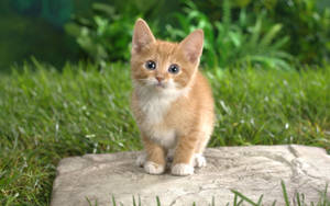 Kitten On A Rock Wallpaper